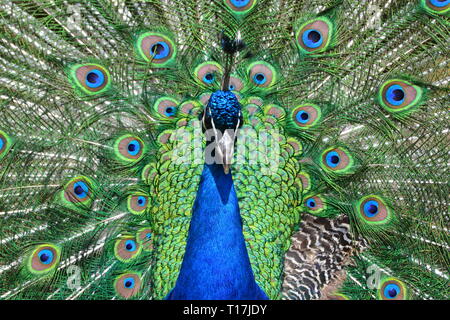 Peacock au Zoo d'Exmoor, Exmoor, Devon, UK Banque D'Images