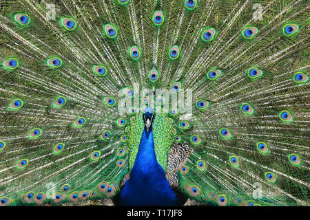 Peacock au Zoo d'Exmoor, Exmoor, Devon, UK Banque D'Images