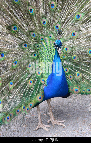 Peacock au Zoo d'Exmoor, Exmoor, Devon, UK Banque D'Images