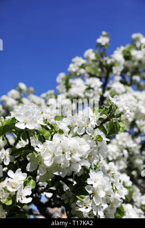 20180520 MOTALA un pommier à fleurs. Jeppe Photo Gustafsson Banque D'Images