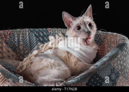 Race de chat thaï lèche après la chirurgie dans un pansement postopératoire. Banque D'Images