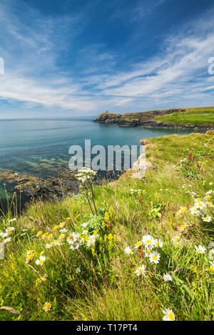 Falaise côtière avec oranger fleurs à l'été. En regardant vers Abereiddi Bay dans Pembrokeshire, Pays de Galles, Royaume-Uni Banque D'Images