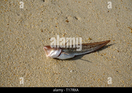 Échoués étouffé les poissons à Lamai Beach, Koh Samui, Golfe de Thailande, Thaïlande Banque D'Images