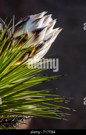 Une floraison de Joshua Tree (Yucca brevifolia engelm) - Joshua Tree National Park, Californie Banque D'Images