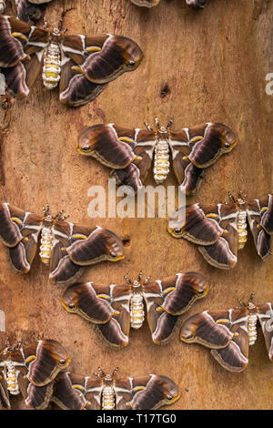 Silkmoths ira (Samia ricini), avec les ailes ouvertes, sur la surface en bois Banque D'Images