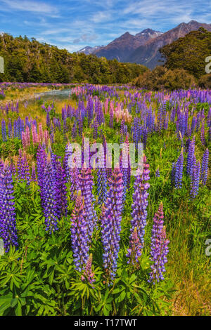En été, d'immenses champs de lupins bloom contre le paysage des Alpes du Sud sur l'île du sud de Nouvelle-Zélande. Banque D'Images
