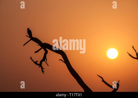 Silhouette d'un oiseau sur une branche au coucher du soleil dans le parc national de Keoladeo Banque D'Images