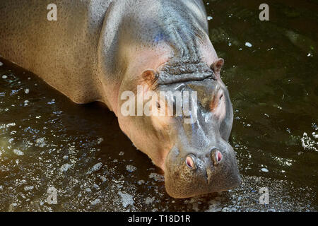 Gros plan d'un hippopotame commun debout dans l'eau, avec la peau humide et le regard direct à la lumière naturelle. Banque D'Images