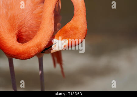 Gros plan d'un preening de flamant rose avec cou incurvé et arrière-plan flou doux Banque D'Images