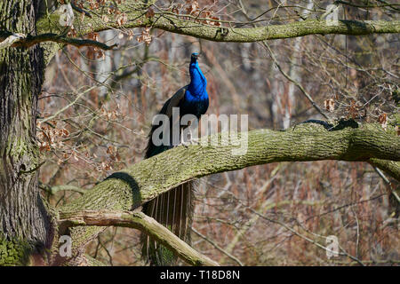 Perle mâle indien (Pavo cristatus), ou paon bleu, perché sur une branche d'arbre moussue dans un bois sans feuilles sous la lumière chaude du soleil d'hiver. Banque D'Images