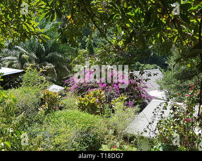 Fleurs roses dans l'épice jardin Jardin du Roi sur l'île des Seychelles Mahe Banque D'Images