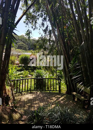Bambou et une clôture dans le Jardin du Roi au Seychelles Banque D'Images