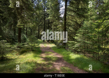 Sentier en forêt à côté de serpent serpent passent près de Glossop, Derbyshire, Angleterre. Banque D'Images