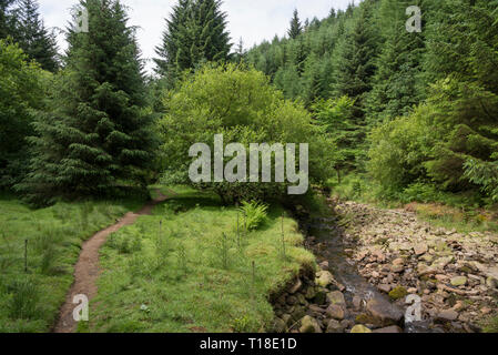 Sentier en forêt à côté de serpent serpent passent près de Glossop, Derbyshire, Angleterre. Banque D'Images