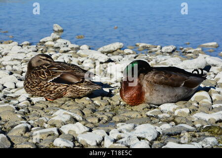 Mâles et femelles adultes les canards colverts de dormir sur des pierres près d'un lac Banque D'Images