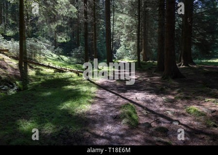 Sentier en forêt à côté de serpent serpent passent près de Glossop, Derbyshire, Angleterre. Banque D'Images