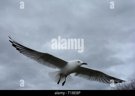 Black-billed Gull (Larus bulleri) en vol Banque D'Images