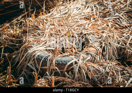 Ancien pneu gauche en automne sec herbe. Pneu usagé abandonné dans la masse. Concept de catastrophe écologique des déchets Pollution de l'environnement écologique. Gaspillage Banque D'Images
