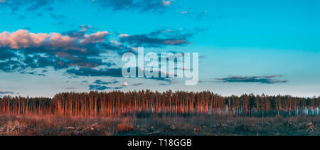 Des troncs et des souches de la déforestation. Pleine lune se lever au-dessus de paysage de forêt de pins à l'heure du coucher du soleil au cours de soir d'été. Lever du soleil Banque D'Images