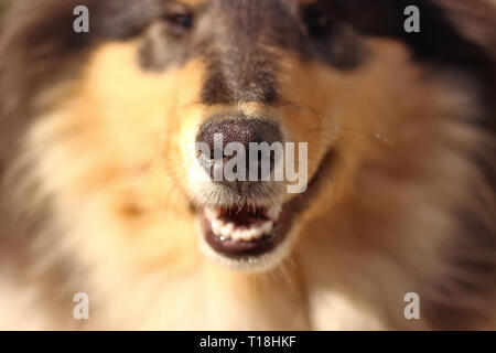 Portrait d'un collie breed dog Banque D'Images