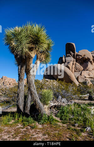 Un Joshua Tree (Yucca brevifolia engelm) - Joshua Tree National Park, Californie Banque D'Images