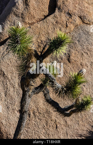 Un Joshua Tree (Yucca brevifolia engelm) - Joshua Tree National Park, Californie Banque D'Images