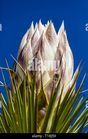 Une floraison de Joshua Tree (Yucca brevifolia engelm) - Joshua Tree National Park, Californie Banque D'Images