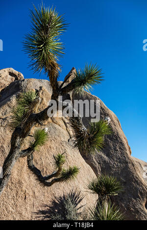 Un Joshua Tree (Yucca brevifolia engelm) - Joshua Tree National Park, Californie Banque D'Images