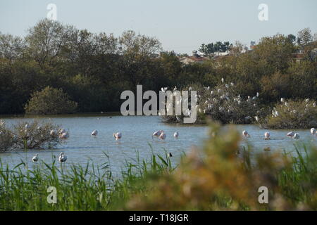 Flamant rose utiliser Chypre comme l'un des principaux passages migratoires. Parmi eux, 12 000 flamants roses (Phoenicopterus ruber) se nourrissent d'artémias. Banque D'Images