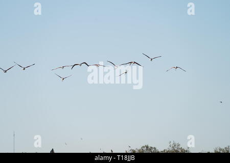 Flamant rose utiliser Chypre comme l'un des principaux passages migratoires. Parmi eux, 12 000 flamants roses (Phoenicopterus ruber) se nourrissent d'artémias. Banque D'Images