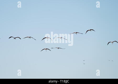 Flamant rose utiliser Chypre comme l'un des principaux passages migratoires. Parmi eux, 12 000 flamants roses (Phoenicopterus ruber) se nourrissent d'artémias. Banque D'Images