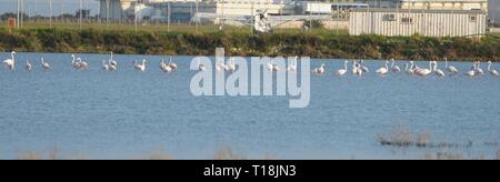 Flamant rose utiliser Chypre comme l'un des principaux passages migratoires. Parmi eux, 12 000 flamants roses (Phoenicopterus ruber) se nourrissent d'artémias. Banque D'Images