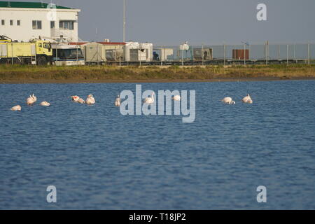 Flamant rose utiliser Chypre comme l'un des principaux passages migratoires. Parmi eux, 12 000 flamants roses (Phoenicopterus ruber) se nourrissent d'artémias. Banque D'Images