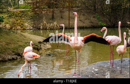 Flamant rose debout dans l'eau avec sa famille, ses ailes dépliage flamingo Banque D'Images