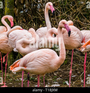 Flamant rose en libre avec sa famille dans l'arrière-plan, bien répartis en Europe et en Afrique d'oiseaux Banque D'Images