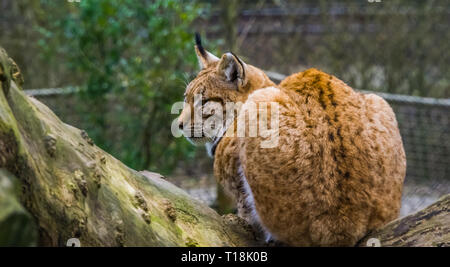 Libre d'un lynx boréal assis sur une branche d'arbre, chat sauvage d'Eurasie Banque D'Images