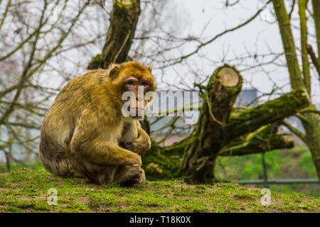 Libre de Macaques de Barbarie, l'Ape de l'Afrique, de l'espèce animale en voie de disparition Banque D'Images