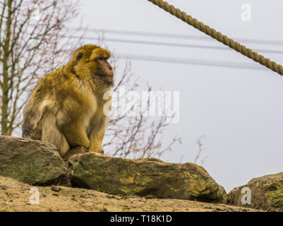 Macaque de barbarie, en voie de disparition de singes les montagnes du Maroc, Monkey Man Banque D'Images
