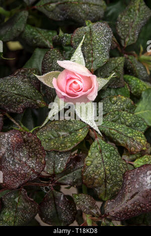 Un Rosebud nouvellement émergeant et des feuilles fraîches dans un jardin Shropshire couvert dans les raindrops après une douche d'été, BridgNorth, Shropshire, Royaume-Uni Banque D'Images