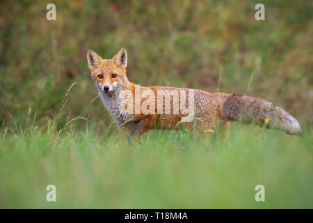 Red Fox de faible inclinaison debout sur un pré à l'automne Banque D'Images