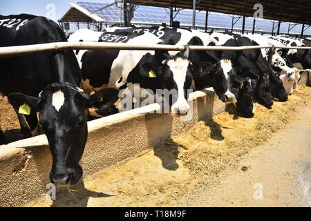 L'alimentation des vaches dans un kibboutz d'élevage de bétail. Le centre d'Israël. Banque D'Images