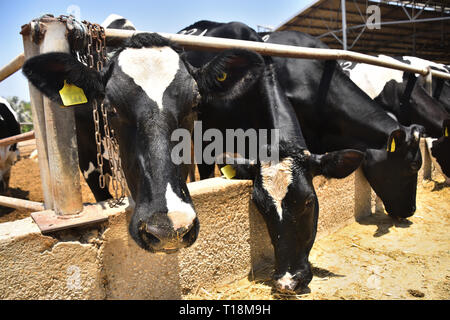 L'alimentation des vaches dans un kibboutz d'élevage de bétail. Le centre d'Israël. Banque D'Images