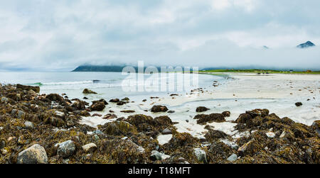 Misty d'été et nuageux vue de la plage de sable blanc et d'algues sur des pierres à Ramberg (Norvège, îles Lofoten). Banque D'Images