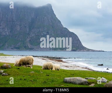 Troupeau de moutons près d'Haukland beach. Summer Fair view. La Norvège, les îles Lofoten. Banque D'Images