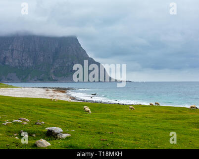 Troupeau de moutons près d'Haukland beach. Summer Fair view. La Norvège, les îles Lofoten. Banque D'Images