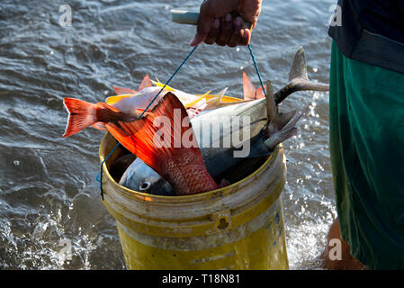 La réalisation d'un seau de pêcheur le poisson frais sur la plage Banque D'Images