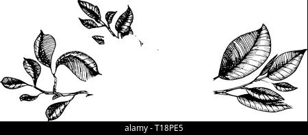 Composition dans leur gravure Illustration de Vecteur