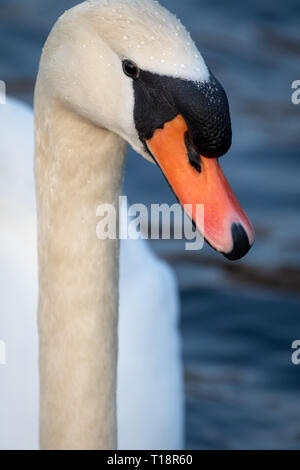 Head shot portrait white swan dans un étang Banque D'Images