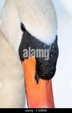 Head shot portrait white swan dans un étang Banque D'Images