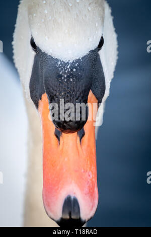 Head shot portrait white swan dans un étang Banque D'Images